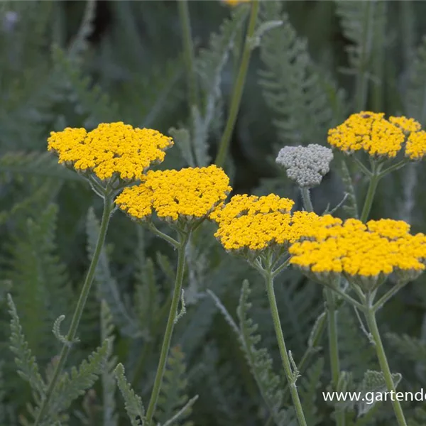 Hohe Gold-Garbe 'Coronation Gold'