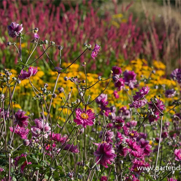 Herbst-Anemone 'Pamina'