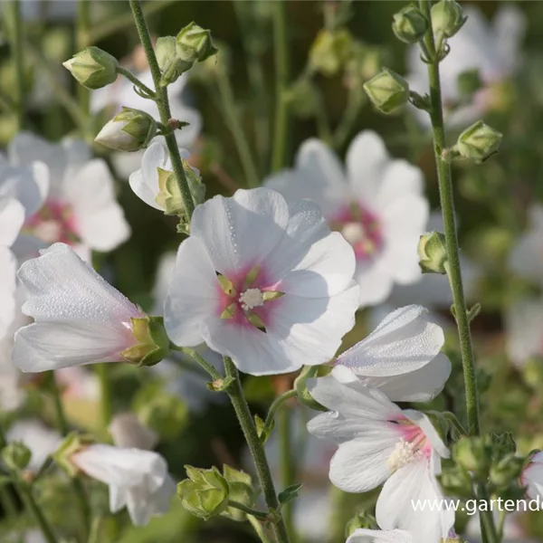 Buschmalve 'Frederique'