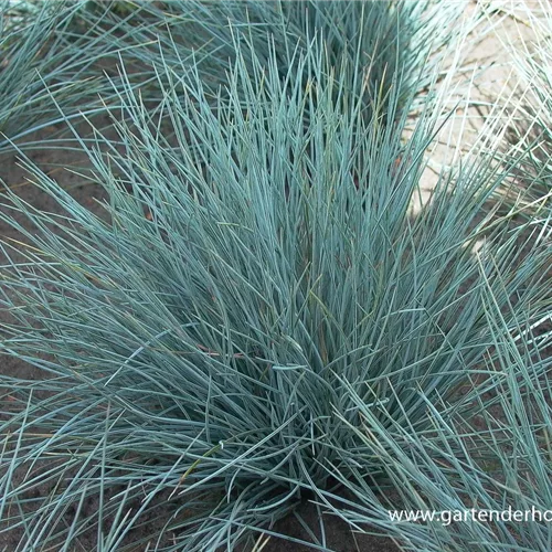 Blau-Schwingel 'Silberreiher'