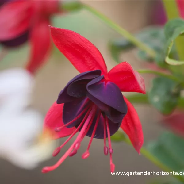 Winterharte Fuchsie 'Insel Neuwerk'