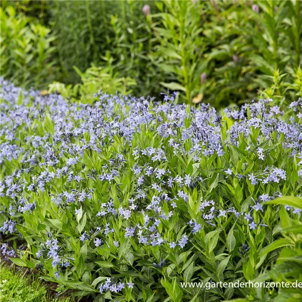 Blausternbusch 'Blue Ice'