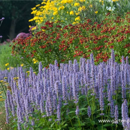 Duftnessel 'Blue Fortune'