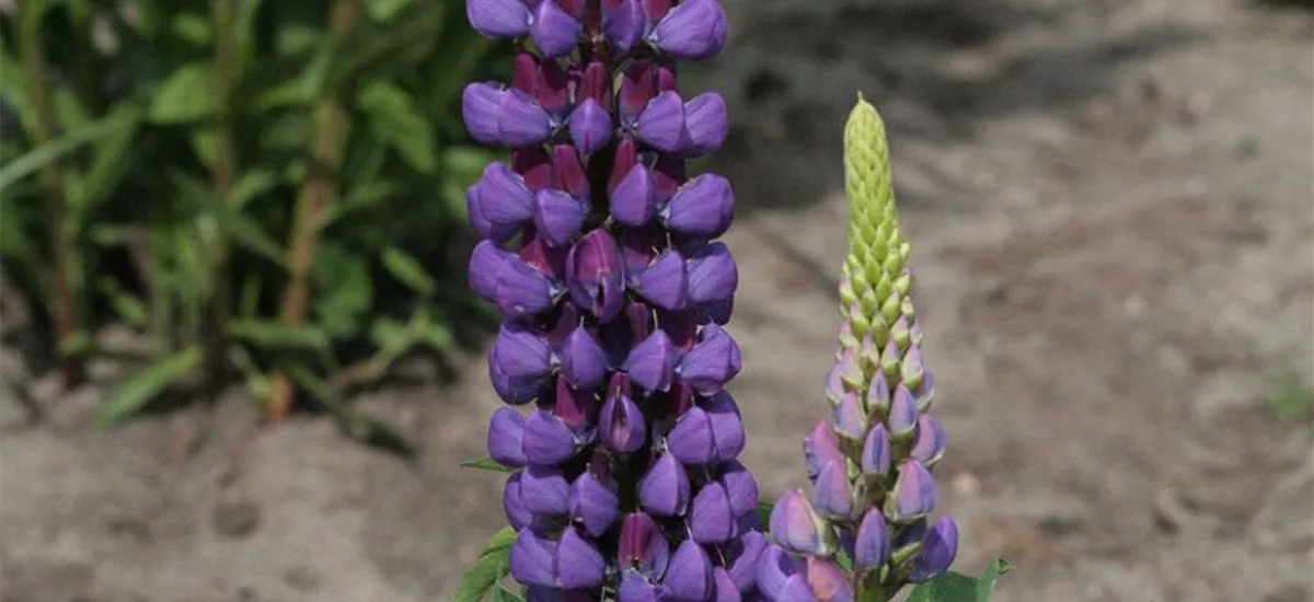 Hohe Lupine 'Camelot Blue' 9 x 9 cm Topf 0,5 Liter