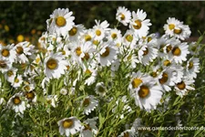 Herbstmargerite 1 Liter Topf