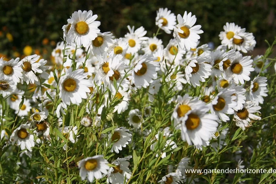 Herbstmargerite 1 Liter Topf