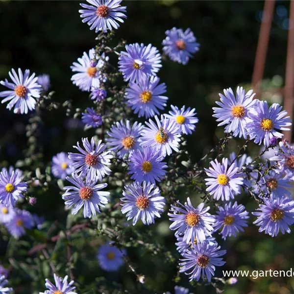 Glatte Aster 'Calliope'