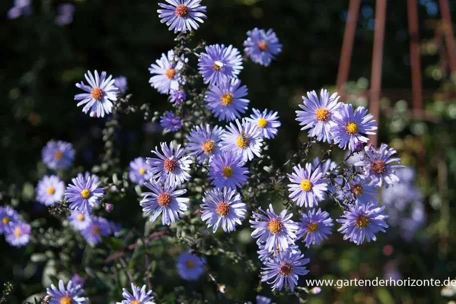 Glatte Aster 'Calliope' 1 Liter Topf