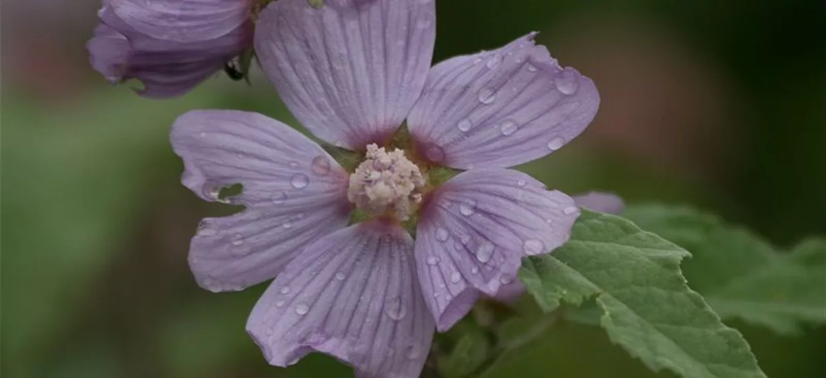 Buschmalve 'Lilac Lady' 1 Liter Topf