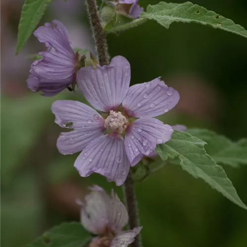 Buschmalve 'Lilac Lady'