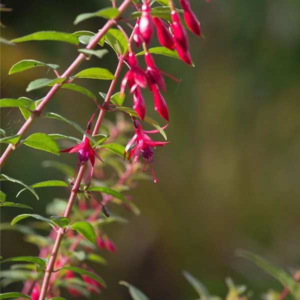 Fuchsie 'Vitalo'