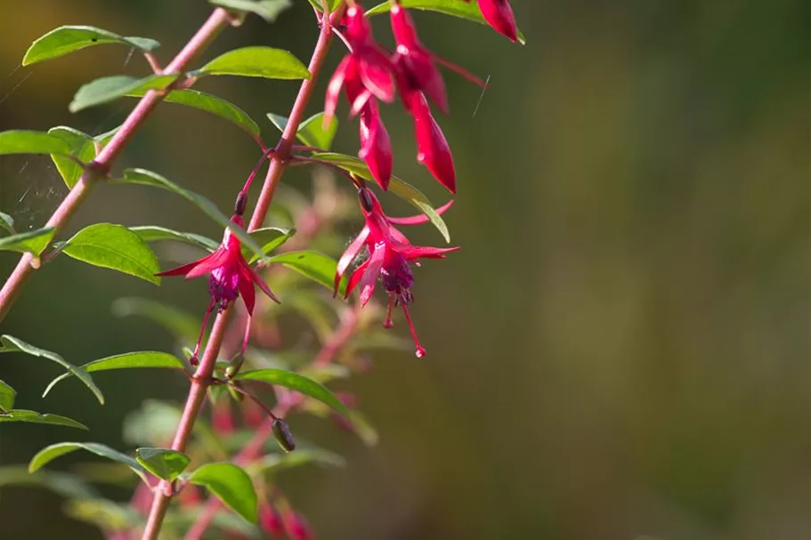 Fuchsie 'Vitalo' 0,5 Liter Topf