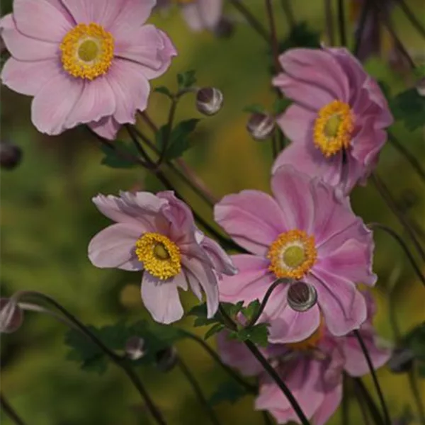 Filzige Herbst-Anemone 'Serenade'