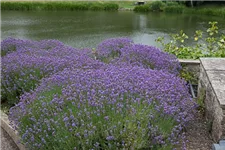 Blauviolettblühender Lavendel 'Munstead' 1 Liter Topf