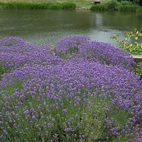 Blauviolettblühender Lavendel 'Munstead'