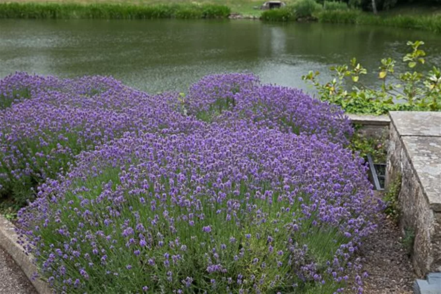 Blauviolettblühender Lavendel 'Munstead' 1 Liter Topf