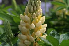 Hohe Lupine 'Camelot Yellow' 9 x 9 cm Topf 0,5 Liter