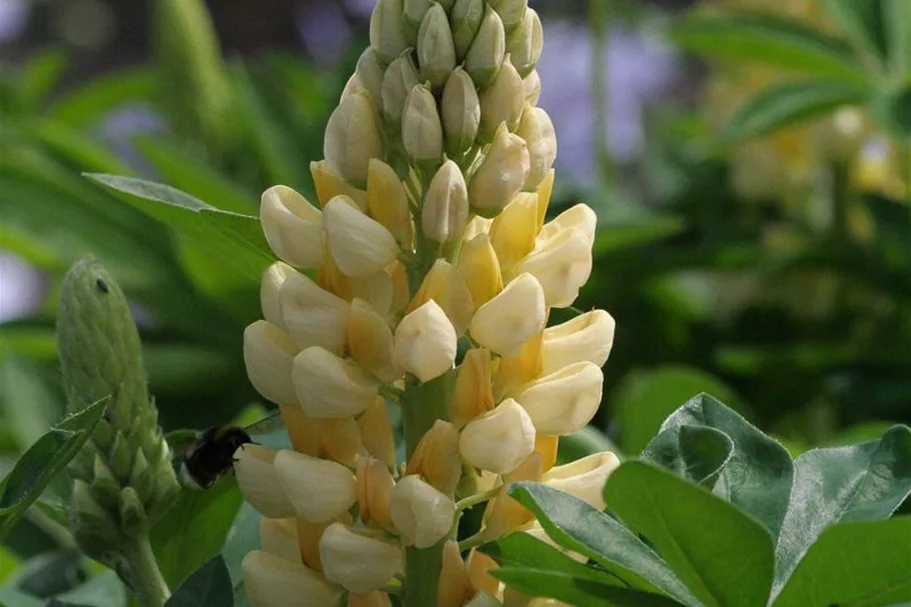 Hohe Lupine 'Camelot Yellow' 9 x 9 cm Topf 0,5 Liter