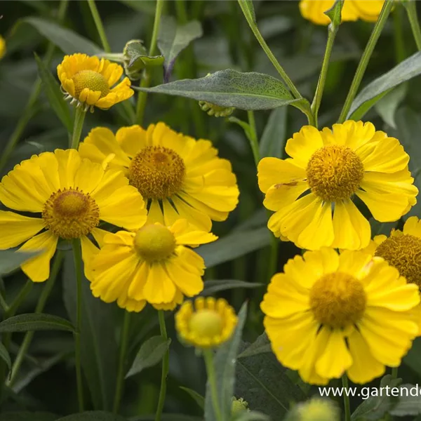 Herbst-Sonnenbraut 'Helena Yellow'