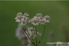 Große Sterndolde 'Sunningdale Variegated' 1 Liter Topf