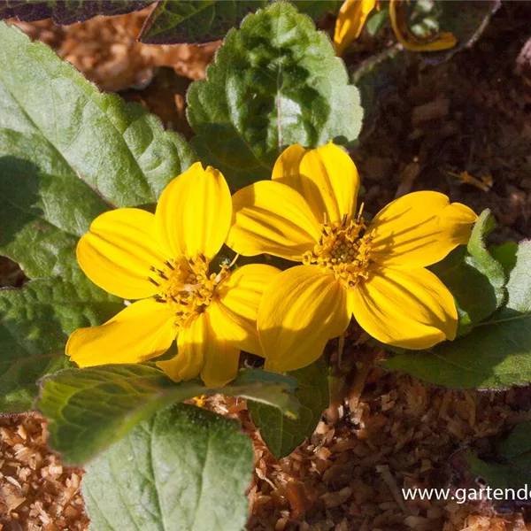 Goldkörbchen 'Andre Viette'