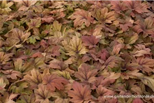 Heucherella 'Sweet Tea' 1 Liter Topf