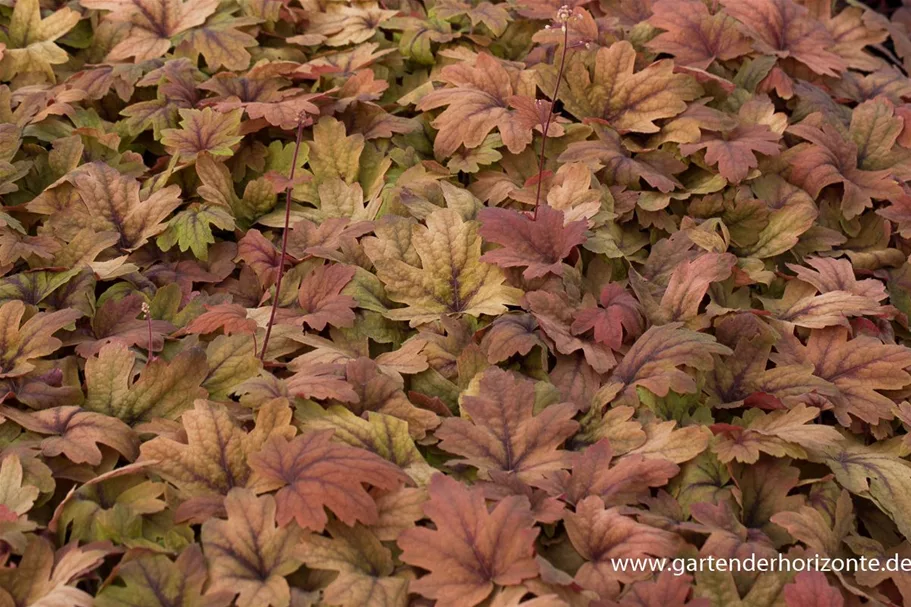 Heucherella 'Sweet Tea' 1 Liter Topf