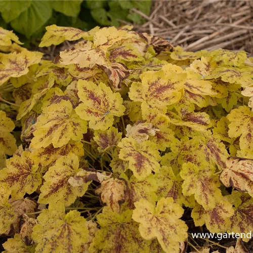 Heucherella 'Solar Power'