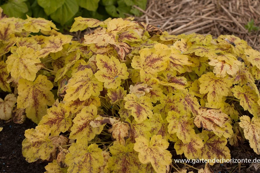 Heucherella 'Solar Power' 1 Liter Topf