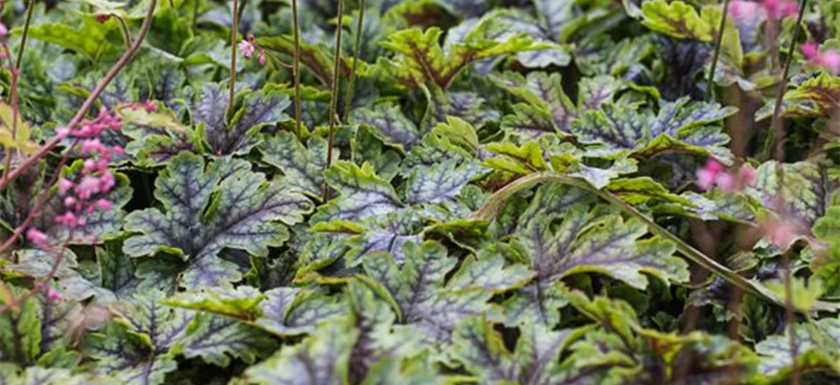 Heucherella 'Tapestry'