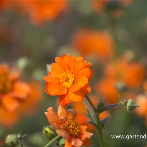 Chilenische Nelkenwurz 'Prinses Juliana'