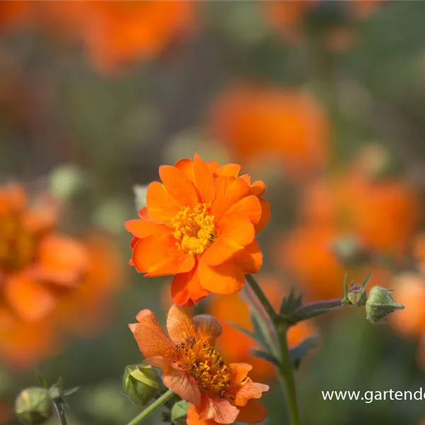 Chilenische Nelkenwurz 'Prinses Juliana'