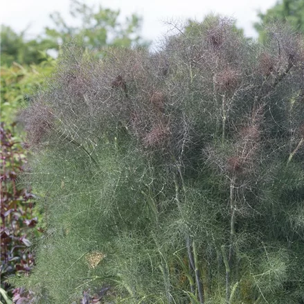 Dunkelblättriger Fenchel 'Atropurpureum'