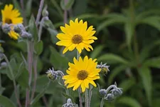 Behaarte Sonnenblume 1 Liter Topf