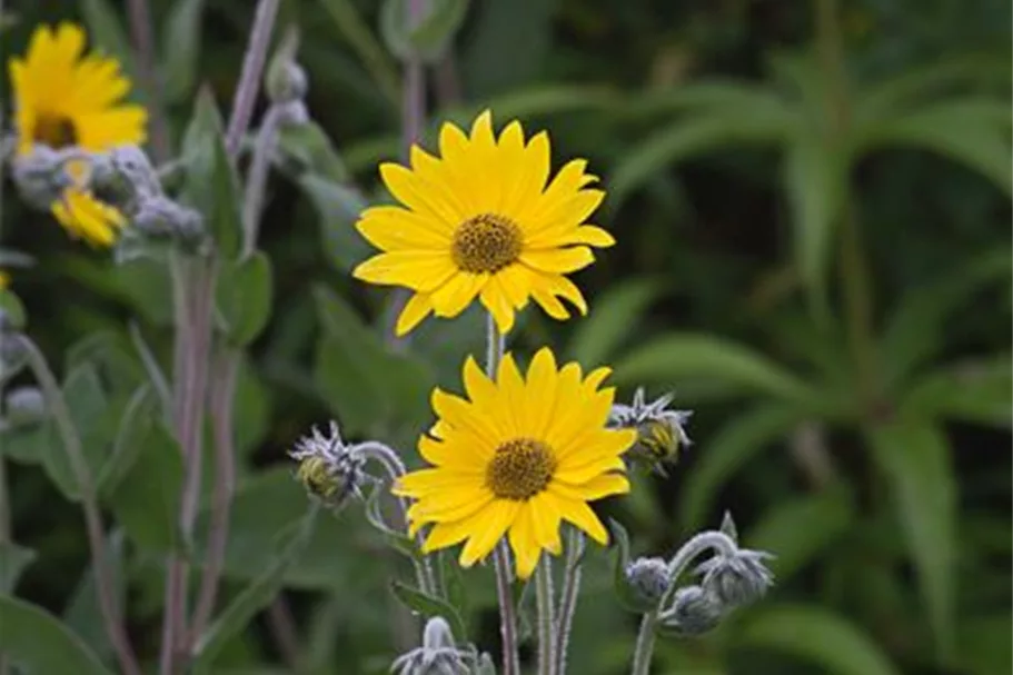 Behaarte Sonnenblume 1 Liter Topf