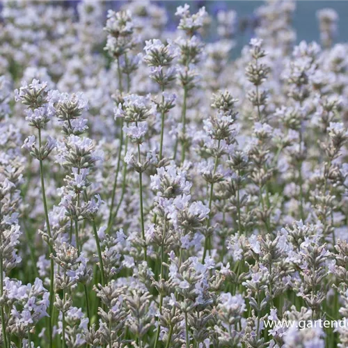 Rosablühender Lavendel 'Loddon Pink'