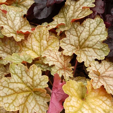 Kleinblütiges Silberglöckchen 'Ginger Ale'