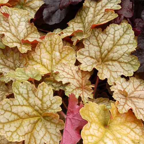 Kleinblütiges Silberglöckchen 'Ginger Ale'