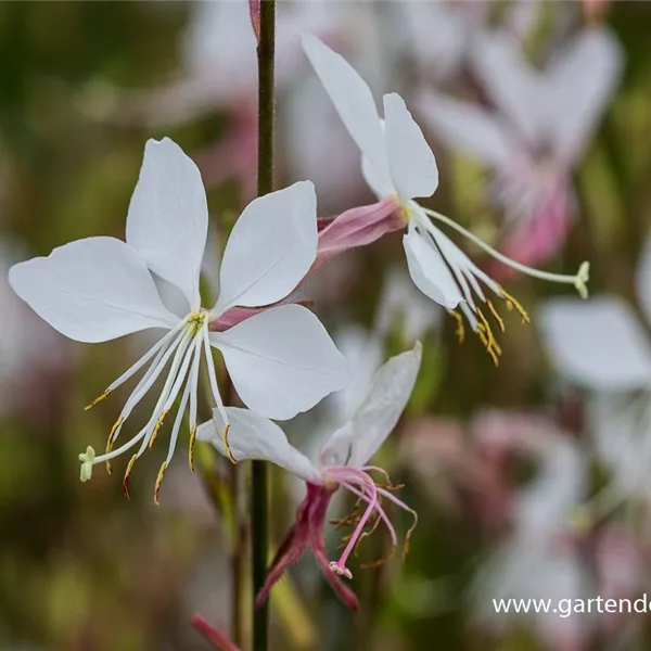 Prachtkerze 'Whirling Butterflies'