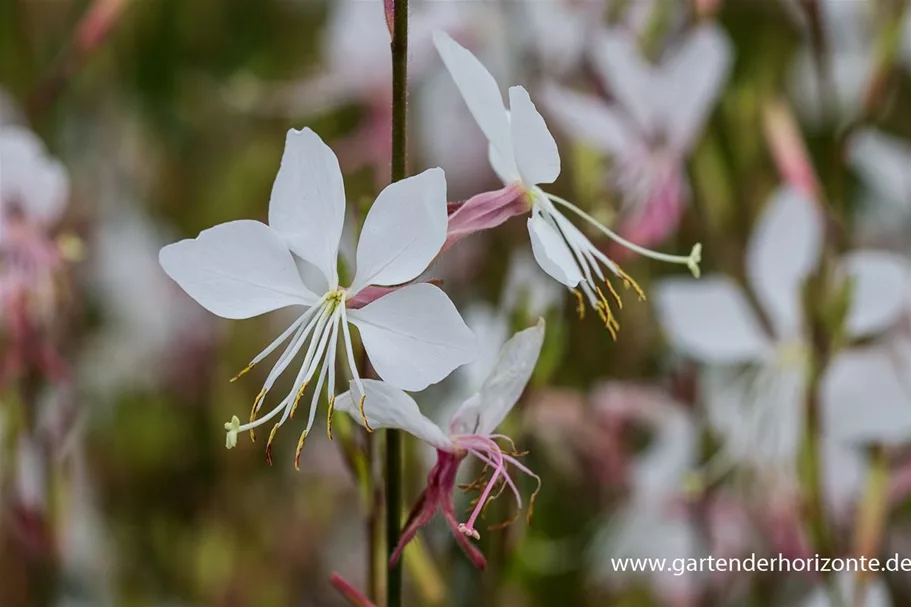 Prachtkerze 'Whirling Butterflies' 1 Liter Topf