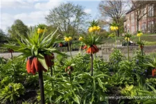 Kaiserkrone 'Rubra Maxima' 2 Liter Topf