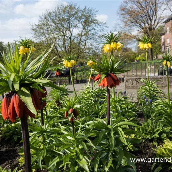 Kaiserkrone 'Rubra Maxima'