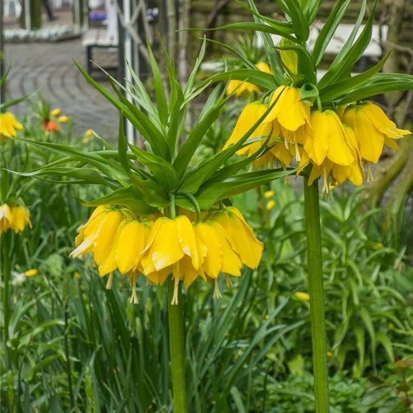 Kaiserkrone 'Lutea Maxima'