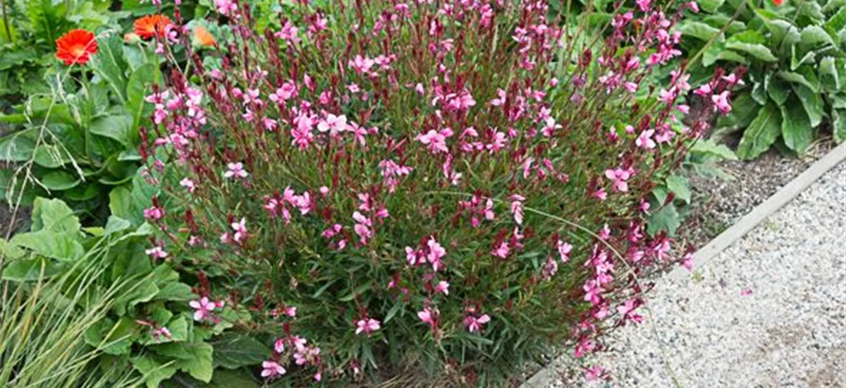 Prachtkerze 'Siskiyou Pink' 1 Liter Topf