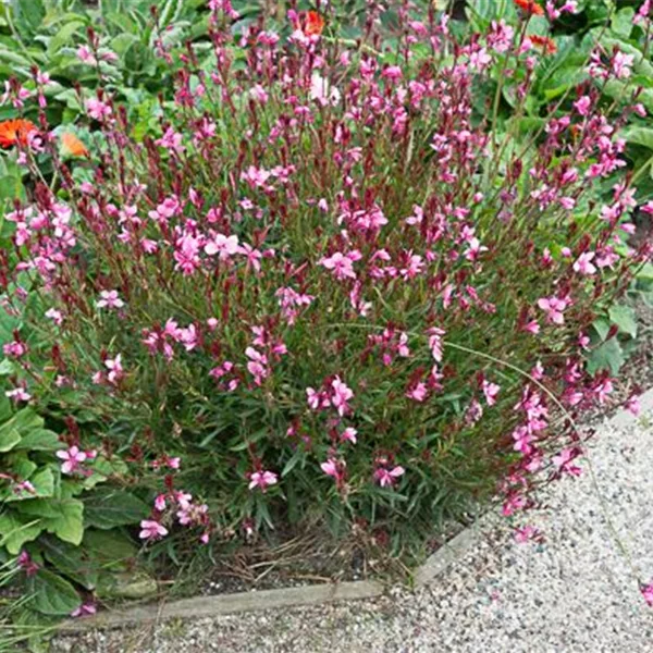 Prachtkerze 'Siskiyou Pink'