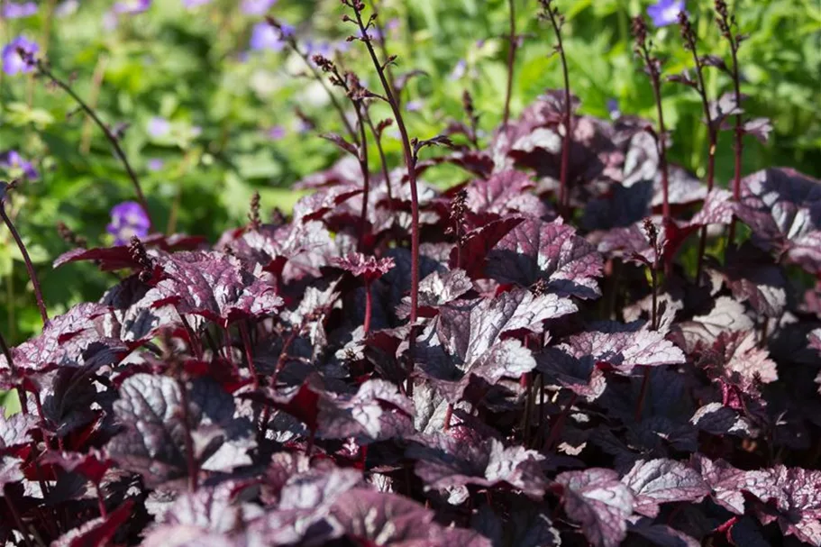 Kleinblütiges Silberglöckchen 'Plum Pudding' 1 Liter Topf