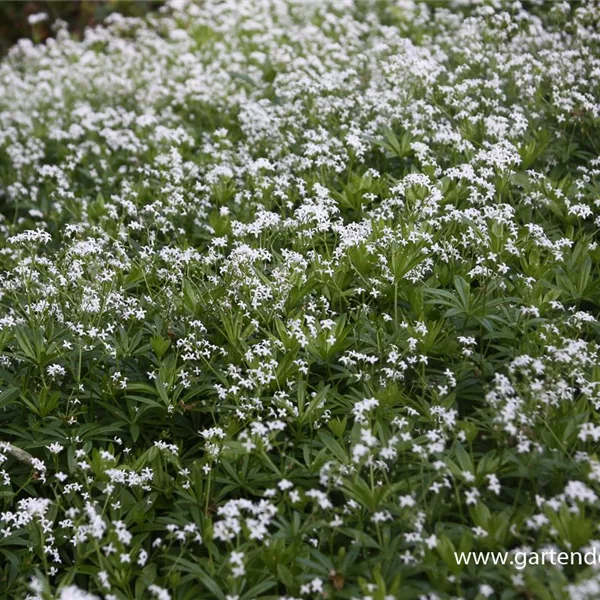 Echter Waldmeister