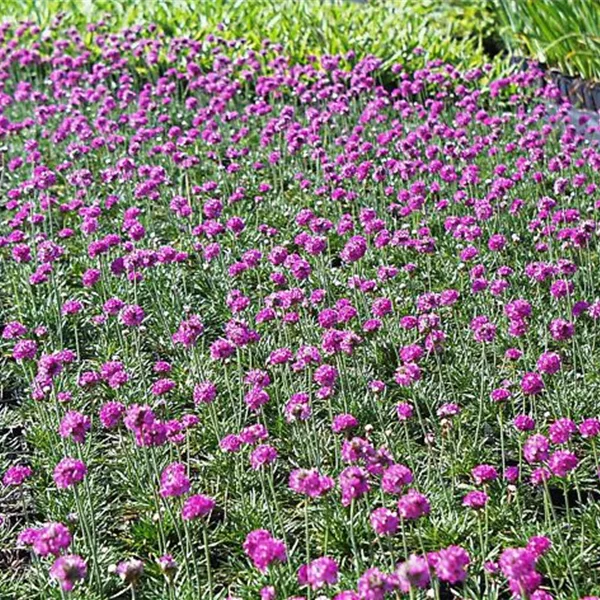 Grasnelke 'Düsseldorfer Stolz'