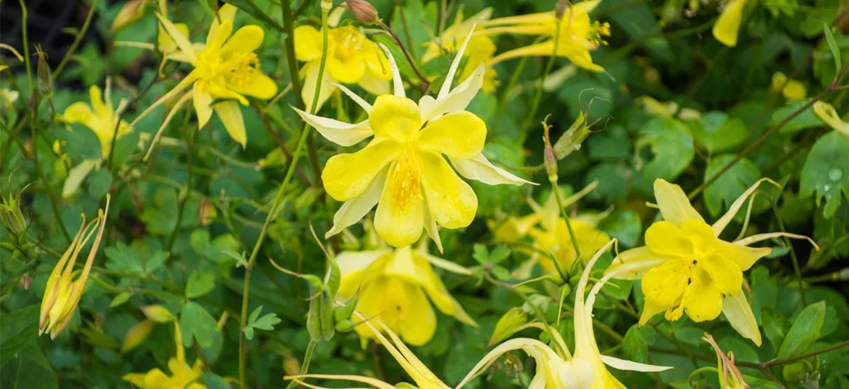 Langspornige Akelei 'Yellow Queen' 9 x 9 cm Topf 0,5 Liter