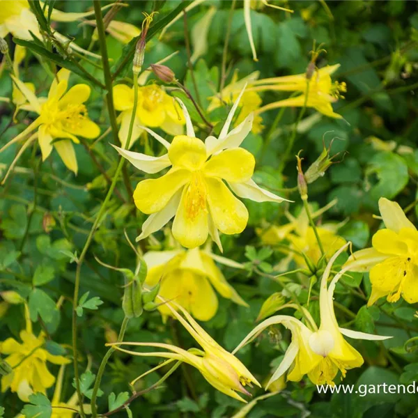 Langspornige Akelei 'Yellow Queen'